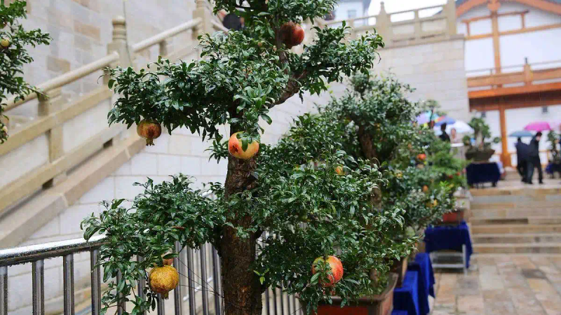 It's good for new fruit trees in the north