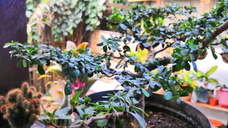 It's good for new fruit trees in the north