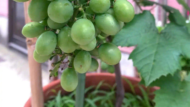 It's good for new fruit trees in the north