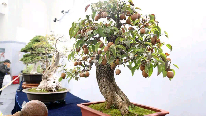 It's good for new fruit trees in the north