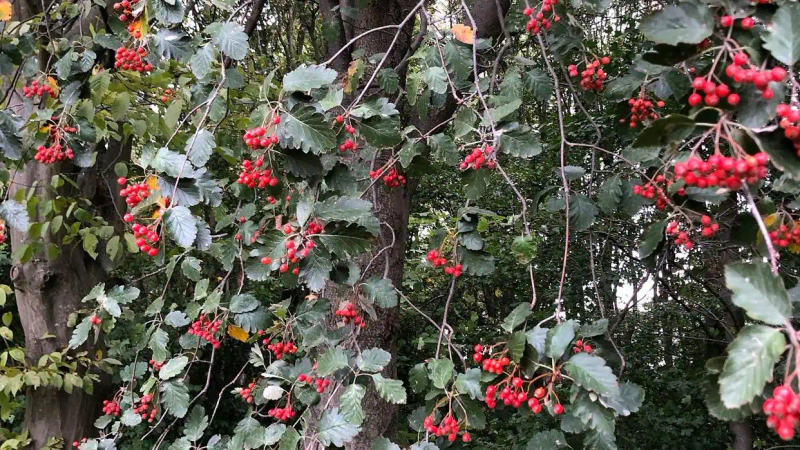 It's good for new fruit trees in the north