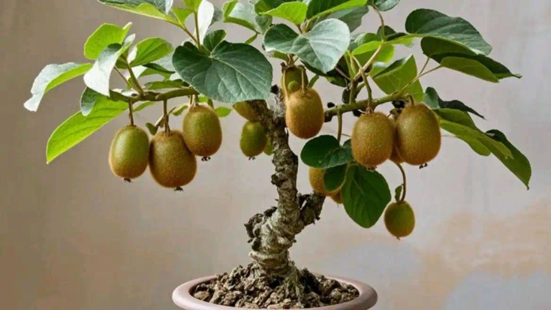 It's good for new fruit trees in the north