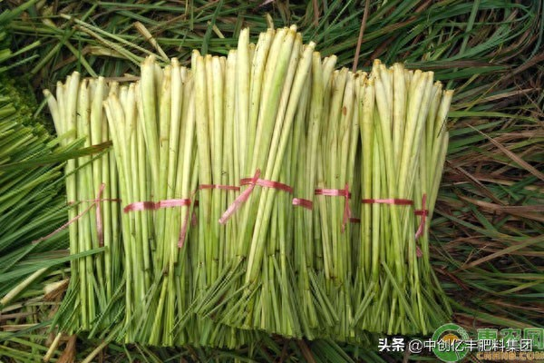 How do you plant lemon seeds