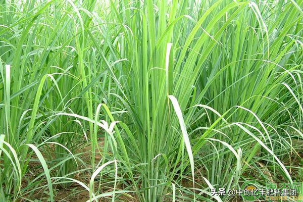 How do you plant lemon seeds