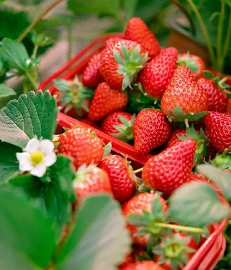 草莓盆栽种子种植方法