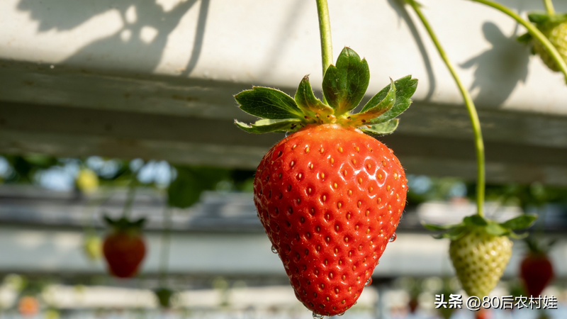 草莓盆栽种子种植方法
