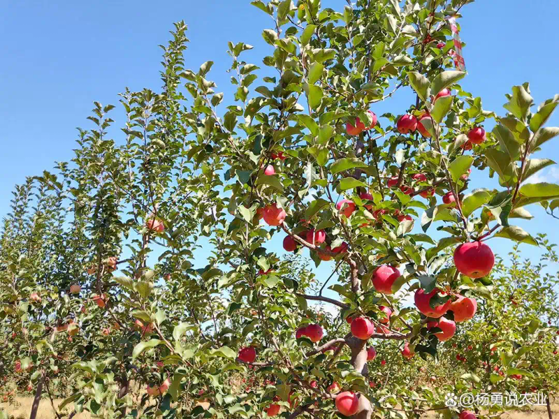 适合北方种植新品种果树