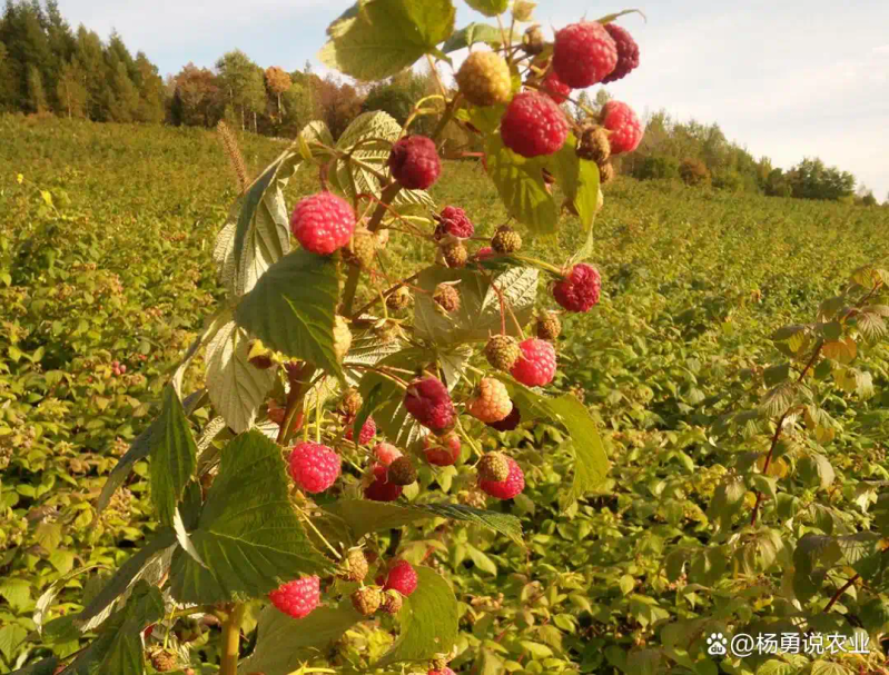 适合北方种植新品种果树