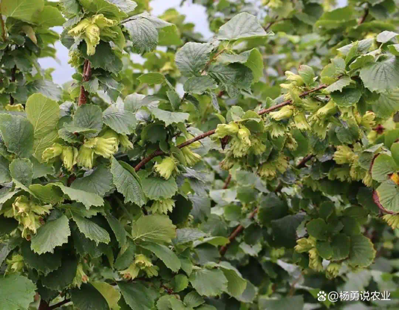 适合北方种植新品种果树