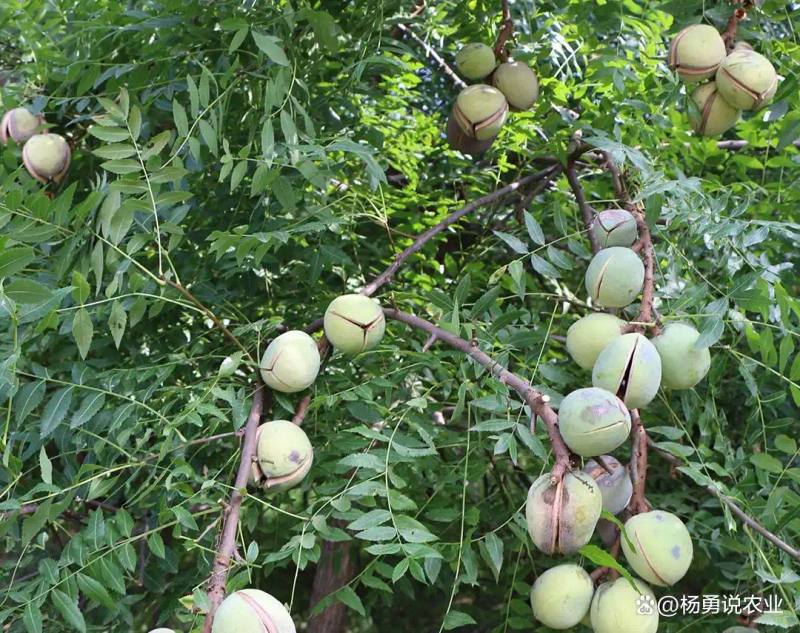 适合北方种植新品种果树
