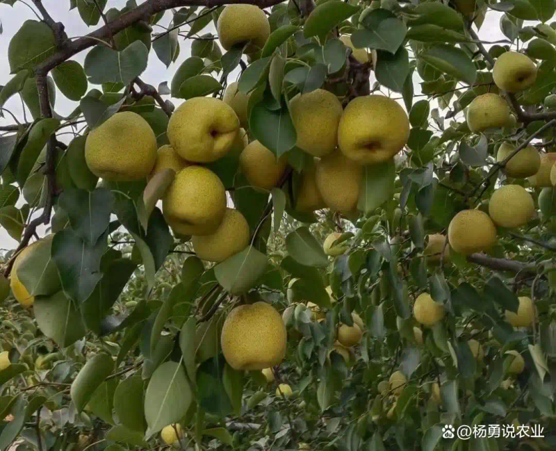 适合北方种植新品种果树