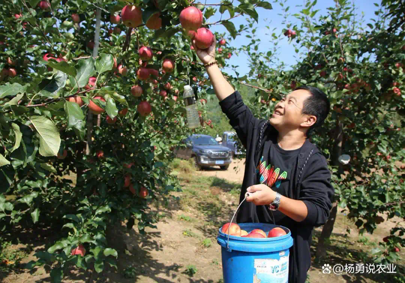适合北方种植新品种果树