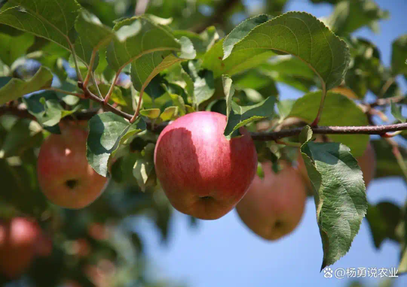 适合北方种植新品种果树