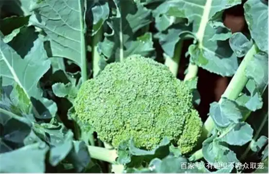 西兰花种植方法大全