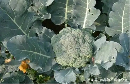 西兰花种植方法大全