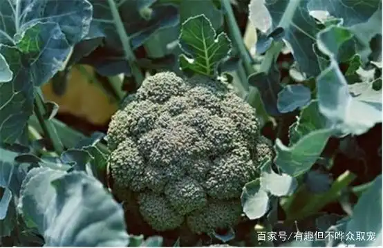 西兰花种植方法大全