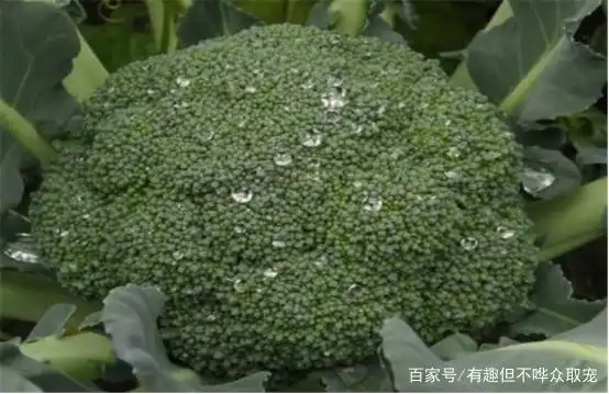 西兰花种植方法大全