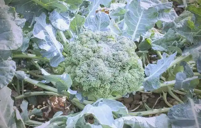 西兰花种植方法大全