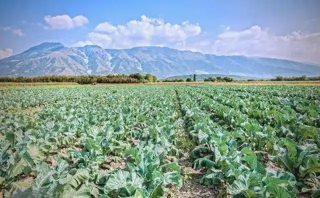 西兰花种植方法大全