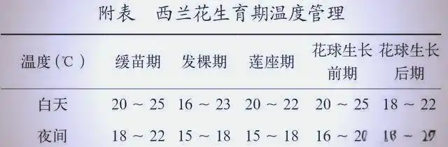 西兰花种植方法大全