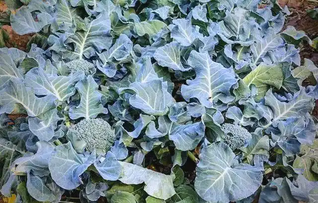 西兰花种植方法大全