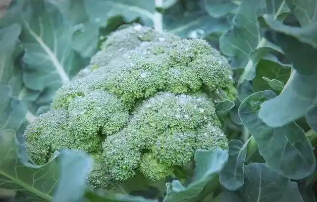 西兰花种植方法大全