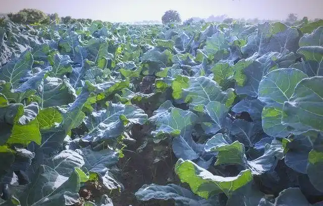 西兰花种植方法大全