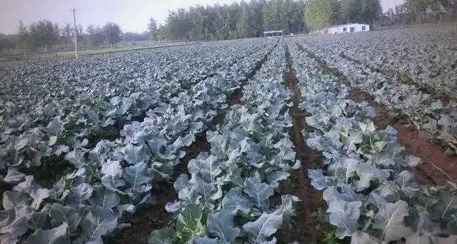 西兰花种植方法大全