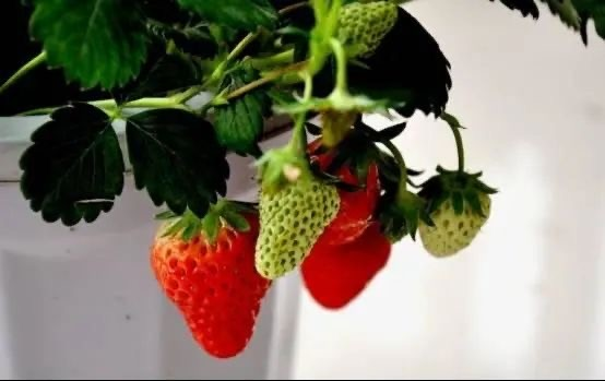 草莓盆栽种子种植方法