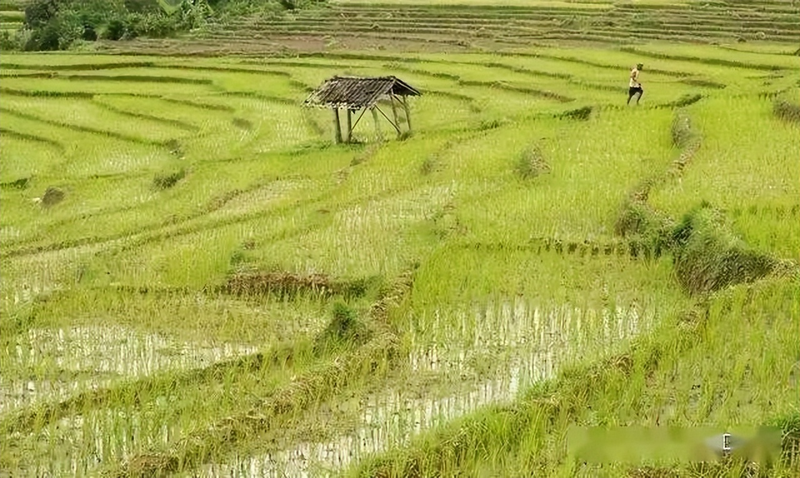 草莓盆栽种子种植方法