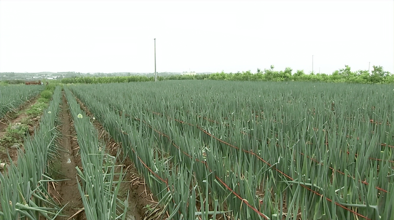 草莓盆栽种子种植方法