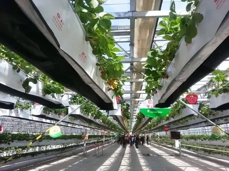 草莓盆栽种子种植方法