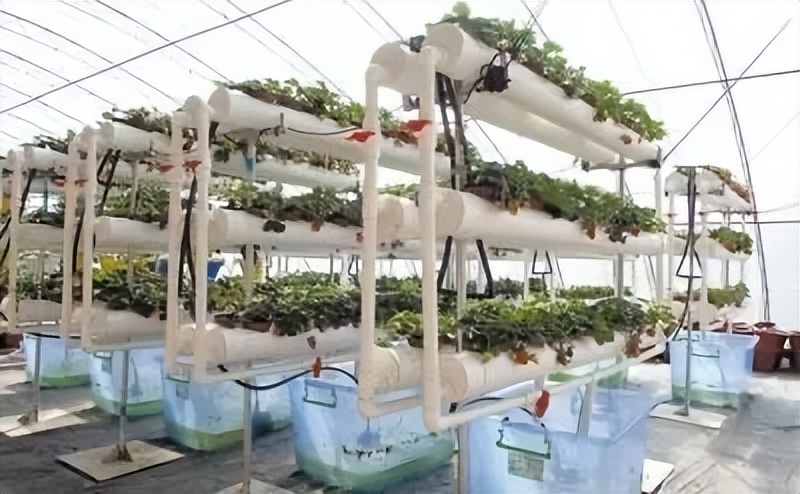 草莓盆栽种子种植方法