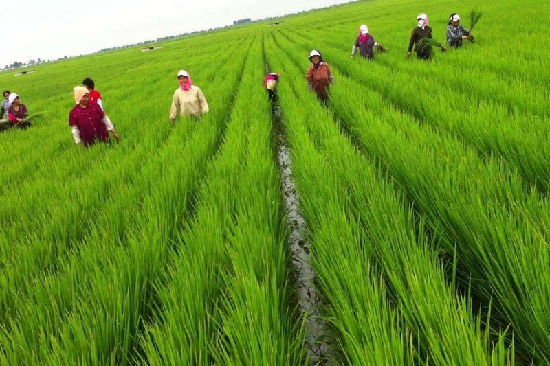 草莓盆栽种子种植方法