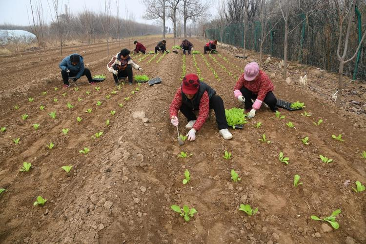 春大白菜种植技术