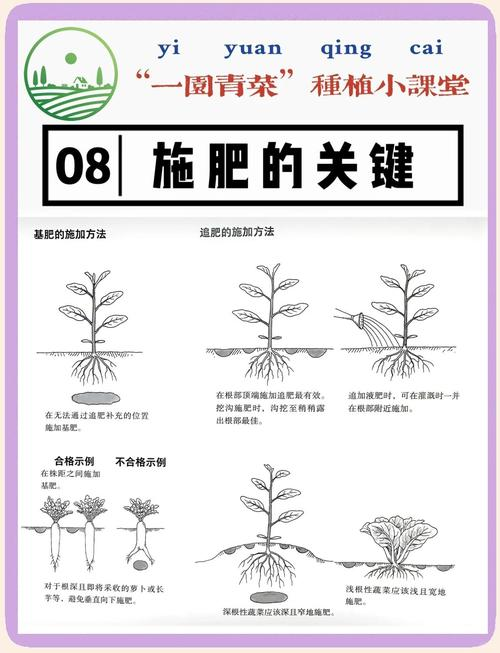 盆栽绿豆种植方法如下