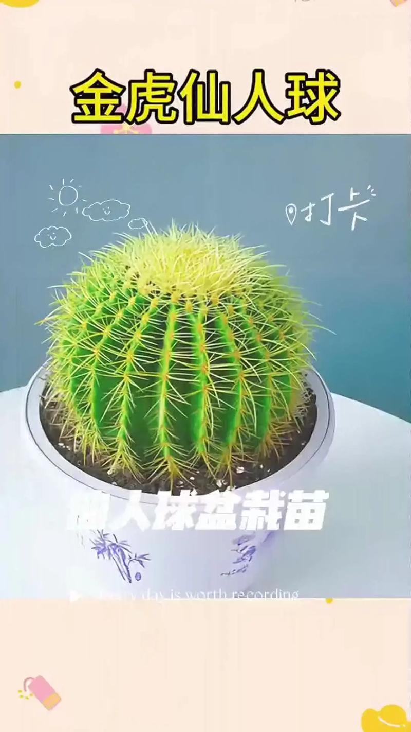 盆栽绿豆种植方法如下