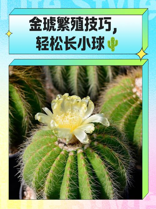 盆栽绿豆种植方法如下