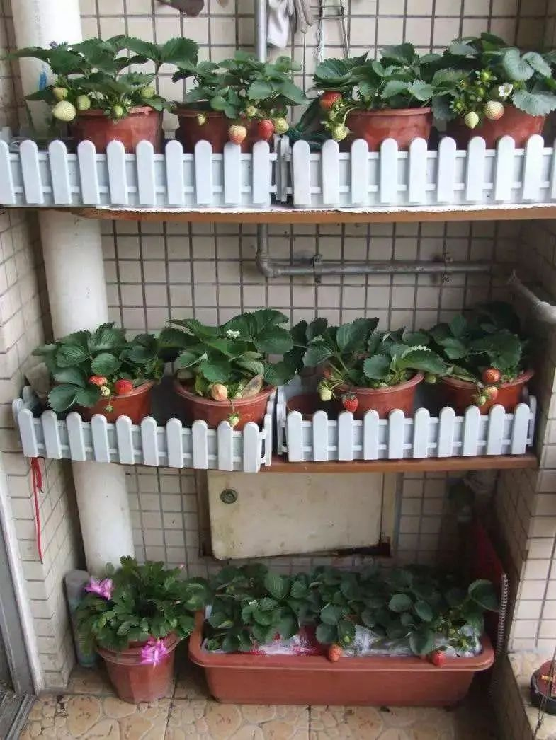 Strawberry pelvis cultivation methods