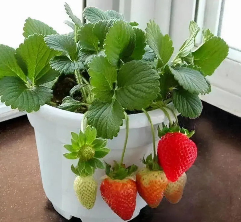 Strawberry pelvis cultivation methods