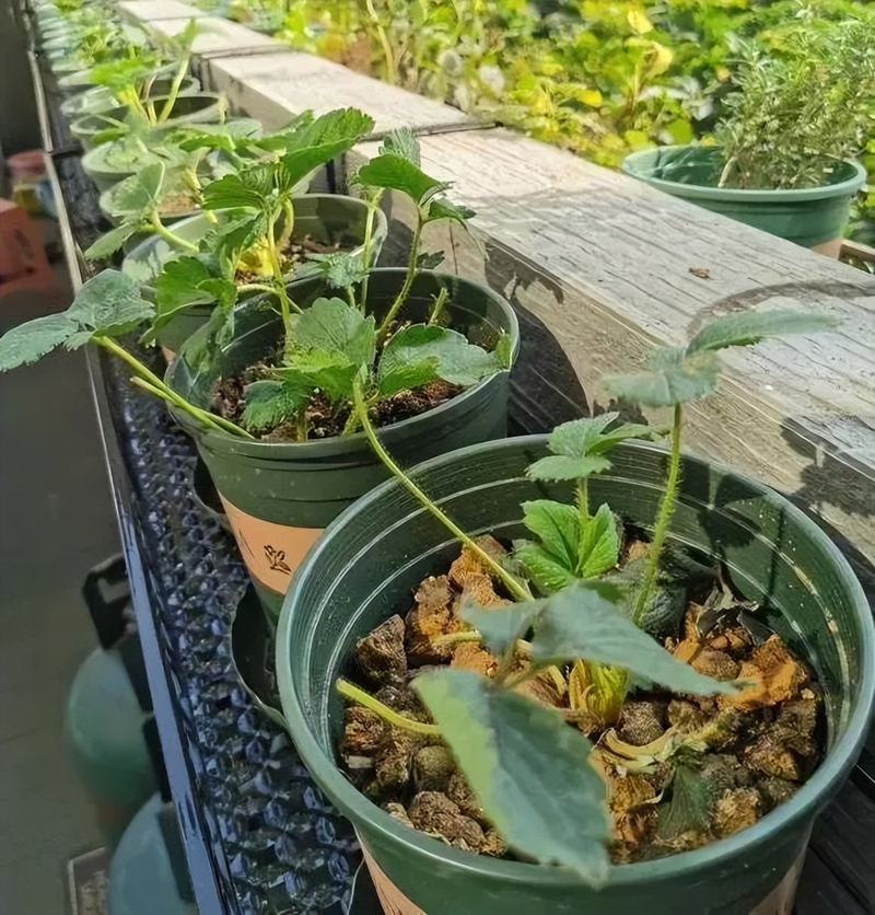 Strawberry pelvis cultivation methods