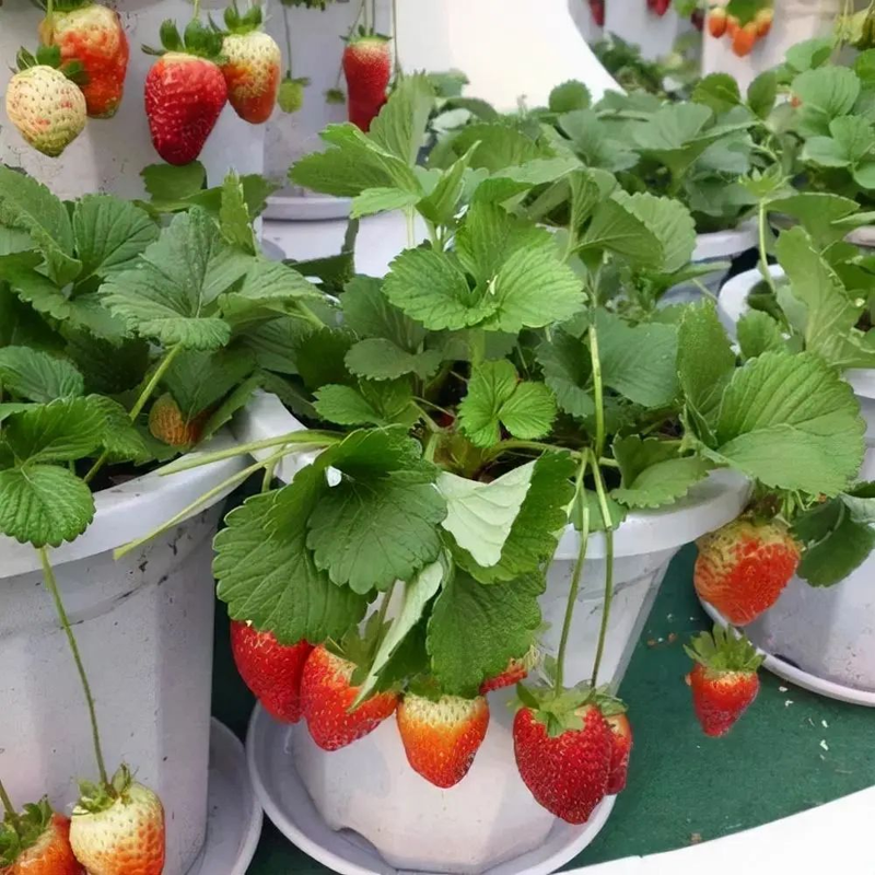 Strawberry pelvis cultivation methods