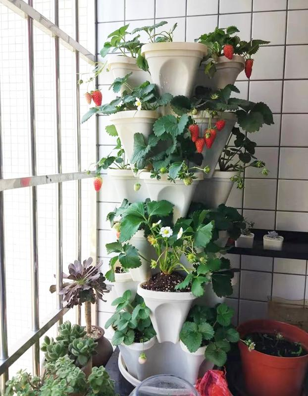 Strawberry pelvis cultivation methods