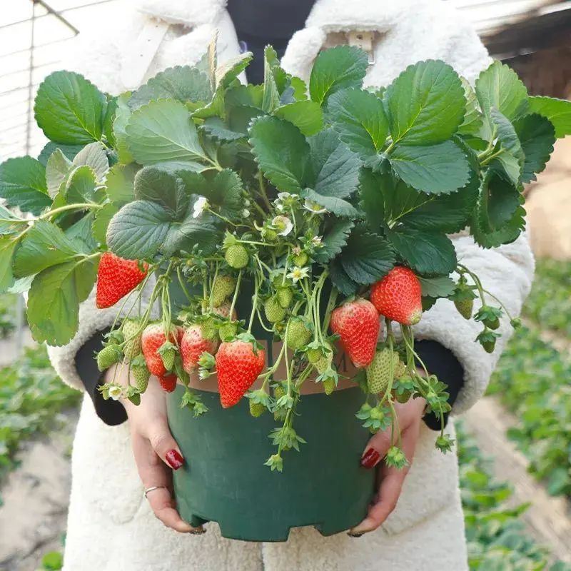 Strawberry pelvis cultivation methods