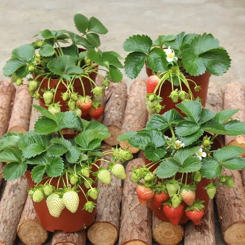 Strawberry pelvis cultivation methods