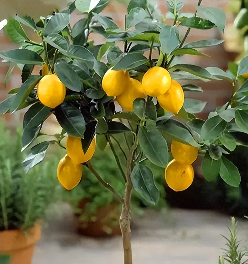 How do you plant lemon seeds