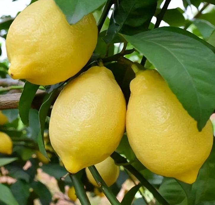 How do you plant lemon seeds