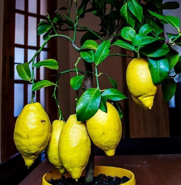 How do you plant lemon seeds