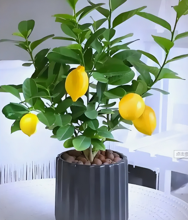 How do you plant lemon seeds