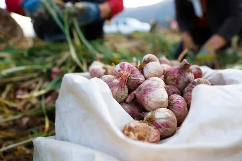 春季大蒜种植技术